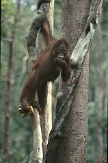 Orang-Kind hat sich an der Futterstelle bedient