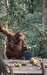 Orang-Weibchen mit Baby an der Ftterungsstelle