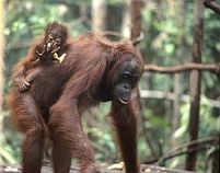 Orang-Weibchen mit Baby auf dem Rcken