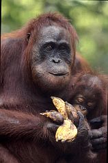 Orang-Weibchen mit Baby und Bananen