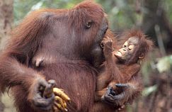 Orang-Weibchen mit einjhrigem Baby