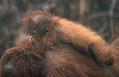 Orang-Weibchen mit einjhrigem Baby