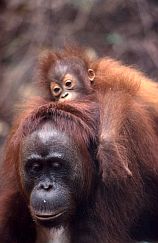 Orang-Weibchen mit einjhrigem Baby