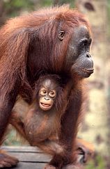 Orang-Weibchen mit einjhrigem Baby