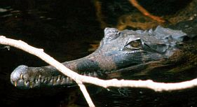 Krokodil (False Gavial, Tomistoma schlegelii)