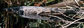 Krokodil (False Gavial, Tomistoma schlegelii)