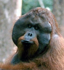 Gesicht eines Orang-Mnnchens