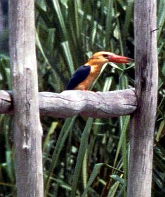 Kingfisher