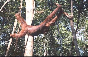 Ein Orang-Weibchen schwingt sich zum nchsten Baum
