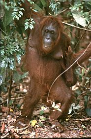 Orang-Weibchen mit Baby auf dem Rcken (man sieht nur einen Fu)