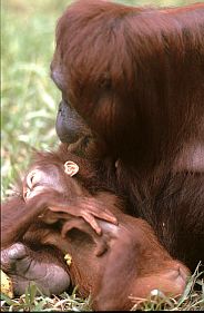 Orang Utan, Weibchen mit Baby