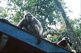 Gibbons auf dem Dach der Ranger-Station