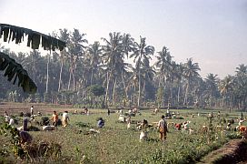 Menschen bei der Erdnussernte auf der Wanderung Montong - Pelempat - Air Manis - Tinggar