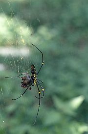 Spinne im Netz