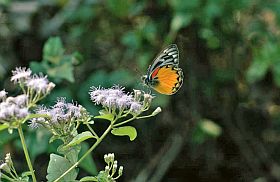 Schmetterling