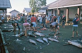 Tanjung Luar: Haie werden zerlegt