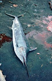 Tanjung Luar: Schwertfisch