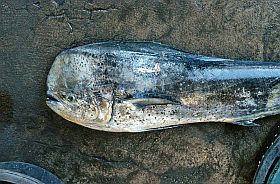 Tanjung Luar: Seltsamer 'Dickkopf'-Fisch