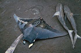 Tanjung Luar: Stachelrochen