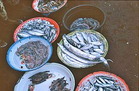 Tanjung Luar: Diverses Meeresgetier
