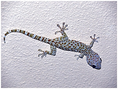 Gecko