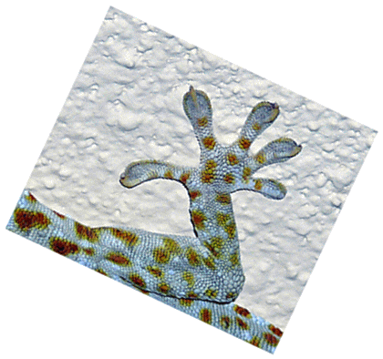 Haftfu eines Geckos