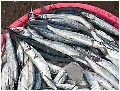 Tanjung Luar - Fische