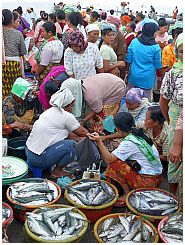 Tanjung Luar - Fischmarkt