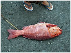 Tanjung Luar - Red snapper