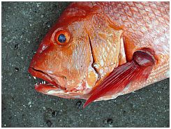 Tanjung Luar - Red Snapper
