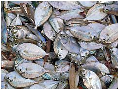 Tanjung Luar - Fische