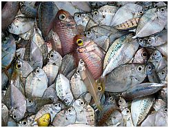 Tanjung Luar - Fische