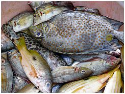 Tanjung Luar - Fische