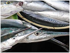 Tanjung Luar - Fische