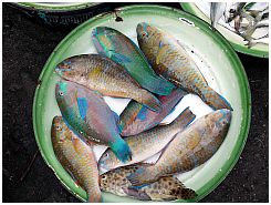 Tanjung Luar - Fische