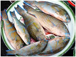 Tanjung Luar - Fische
