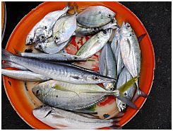 Tanjung Luar - Fische