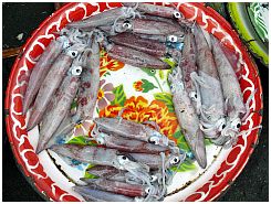 Tanjung Luar - Tintenfische