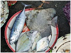 Tanjung Luar - Fische