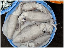 Tanjung Luar - Tintenfische