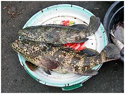 Tanjung Luar - Fische