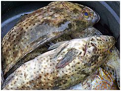 Tanjung Luar - Fische