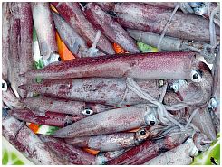 Tanjung Luar - Tintenfische