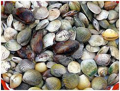 Tanjung Luar - Muscheln