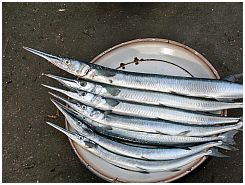 Tanjung Luar - Fische