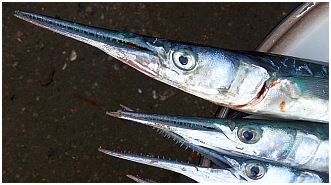 Tanjung Luar - Fische