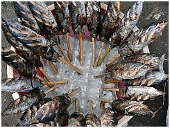 Tanjung Luar - Gerucherte  Fische