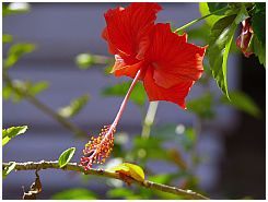 Hibiskusblte