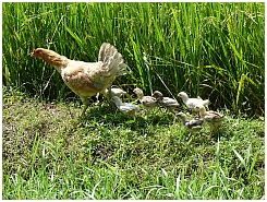 Reisfeld mit Huhn und Kken