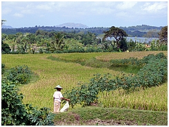 See bei Pengga